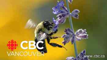 Non-native bees swarm Lower Mainland, UBC survey finds