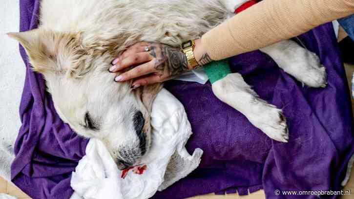 Dode dieren naar de vuilstort: 'Ze staan huilend met hun hond in de armen'