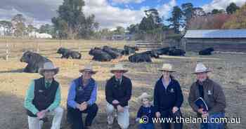 Hazeldean Angus cleared all 83 bulls at autumn sale