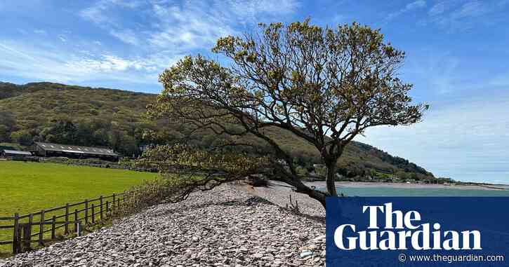 Country diary: The beach tree yearns to be back on land | Sara Hudston