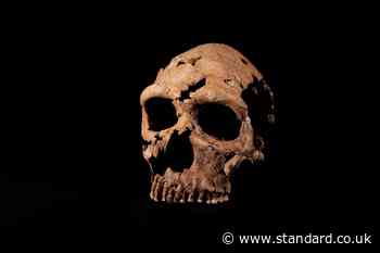 Neanderthal skull pieced back together in 'high stakes 3D jigsaw puzzle' involving 200 pieces