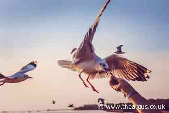Can you hit a seagull if it tries to steal your food?