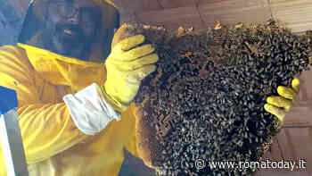 Un nido con più di centomila api nel sottotetto di una scuola