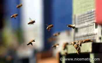 "Il faut sauver les abeilles": démunis, les apiculteurs de la Côte d'Azur demandent au gouvernement d'agir contre le frelon asiatique