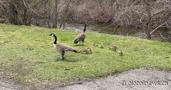 Guelph Humane Society advises people to stay away from geese