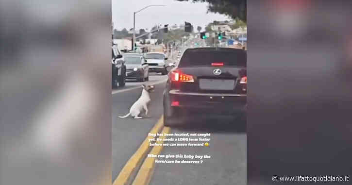 Così un cagnolino disperato insegue l’auto del padrone che l’ha abbandonato in strada: il video straziante, poi il colpo di scena