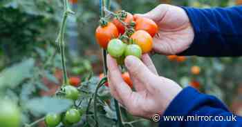 Monty Don explains three common mistakes gardeners make when planting tomatoes in May