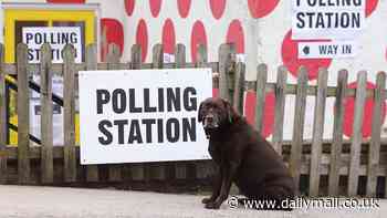 It's dogs at polling stations day to those who celebrate! Pet lovers take their pooches with them to cast their votes as polls open for local elections across the UK