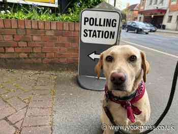 Dogs at polling stations in York: mayoral elections - photos
