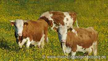 Die kleinste Rinderrasse Mitteleuropas kommt aus dem Schwarzwald