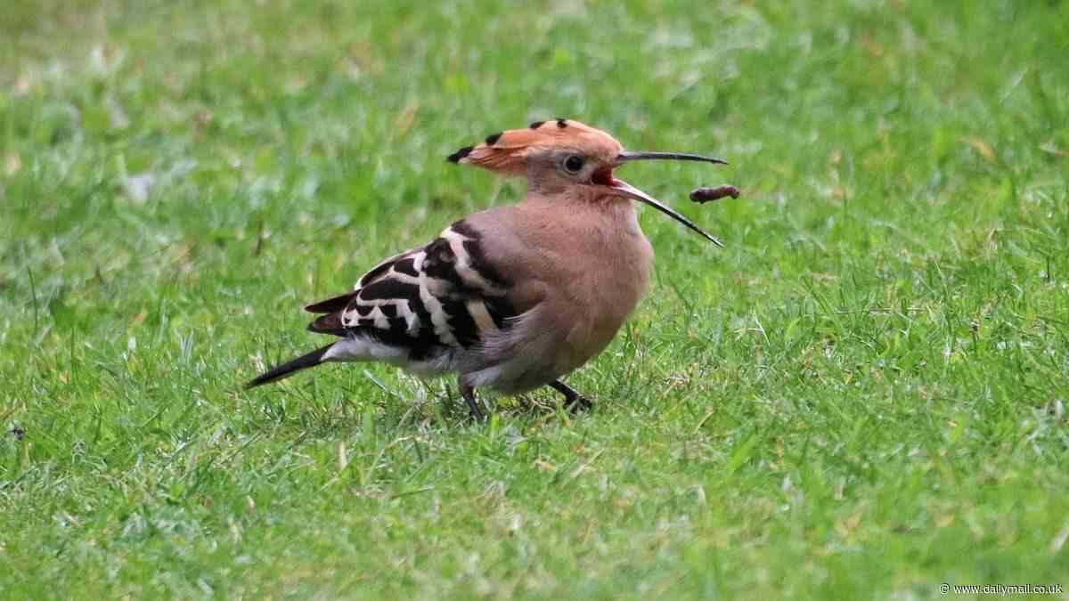 Rare bird which doesn't nest in the UK and emits a smell of rotting meat lands in a garden in Norfolk - and stays for three days