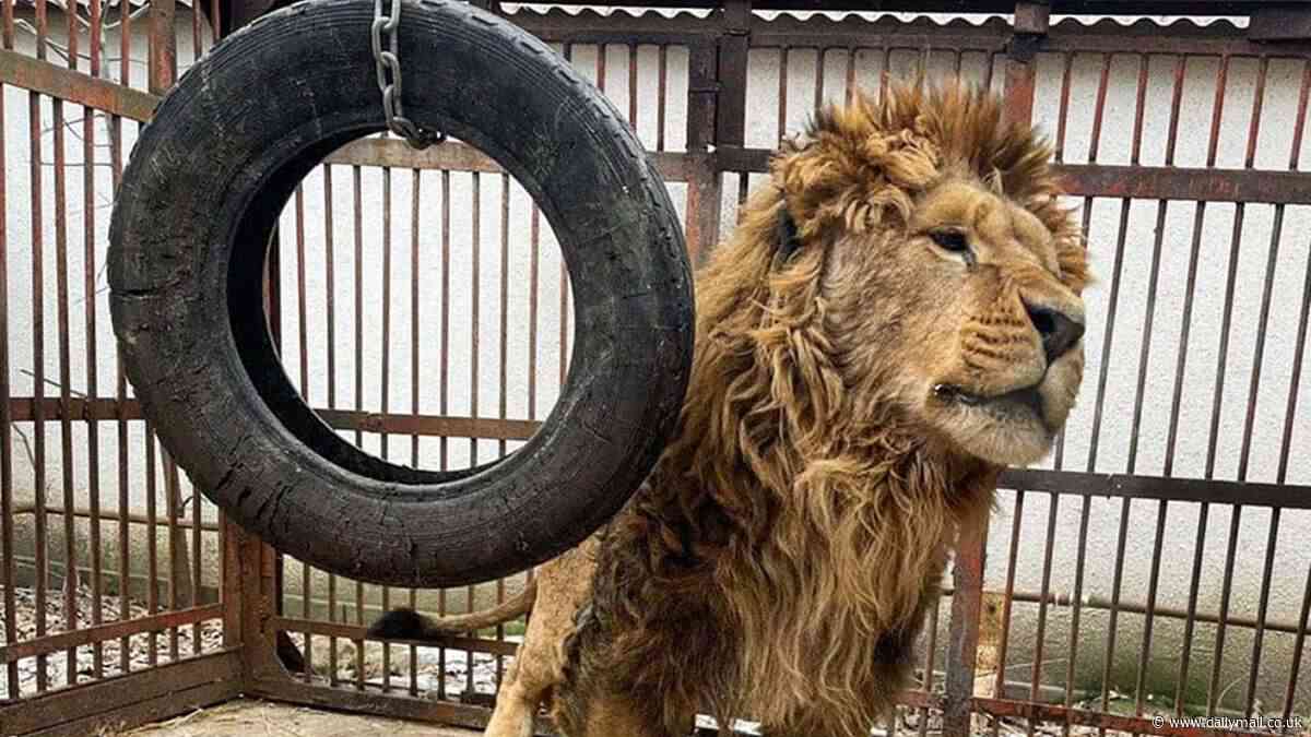 Peace at last for the lions that only know war: British conservationists battle to save shellshocked lion and lionesses raised and kept in war-torn Ukraine