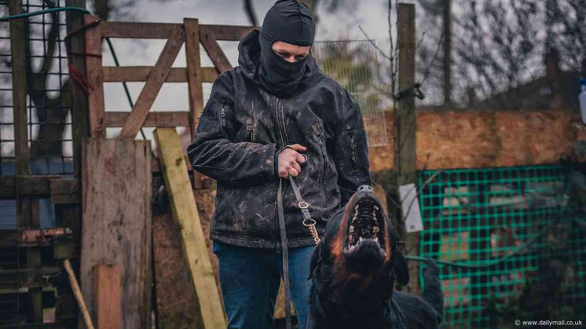 Dog fighting is 'more lucrative than dealing drugs': Organisers say prize pots for winning owners can hit £100,000 - with animals starved and given ecstasy to make them 'work better', Channel 4 documentary reveals