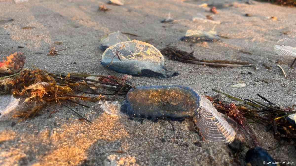 Thousands of mysterious jellyfish-like creatures wash up on California shores