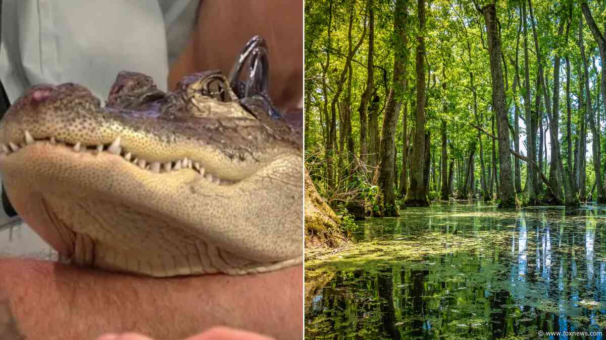 Emotional support alligator 'stolen' in Georgia, prompting frantic cries from owner and social media fans