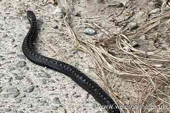 Rare, poisonous black adder spotted at Welsh beach