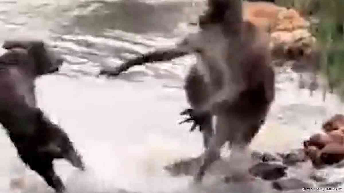 Wouldn't want to mess with 'roo! As another kangaroo is spotted trying to 'drown dogs' it is just the latest in a series of attacks by the marsupials of mayhem