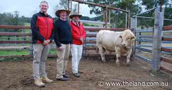 Violet Hills' top bulls to Tassie, Scone