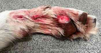 Dog's paw sliced by litter in field leaves owners with £200 vet bill