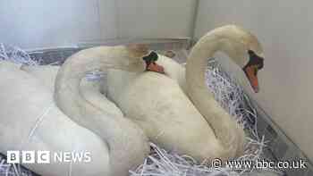 Swan 'widowed' after shooting bonds with rescuee