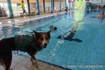 Viervoeters nemen Merksems zwembad over voor renovatiewerken beginnen: “Zwemmen is echt heel goed voor honden”