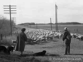 University of Saskatchewan sheep head out to summer pasture in 1963