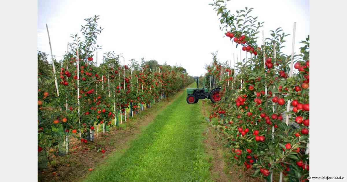 Bio-appelteler zet 'vrouwengeur' in voor betere oogst