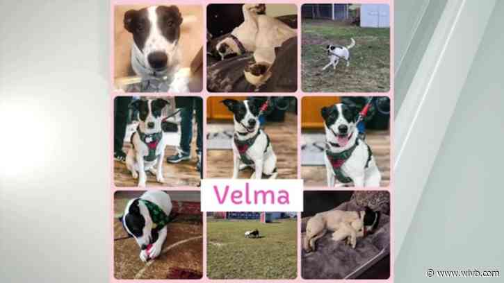 Velma looking for a home where she can move and play