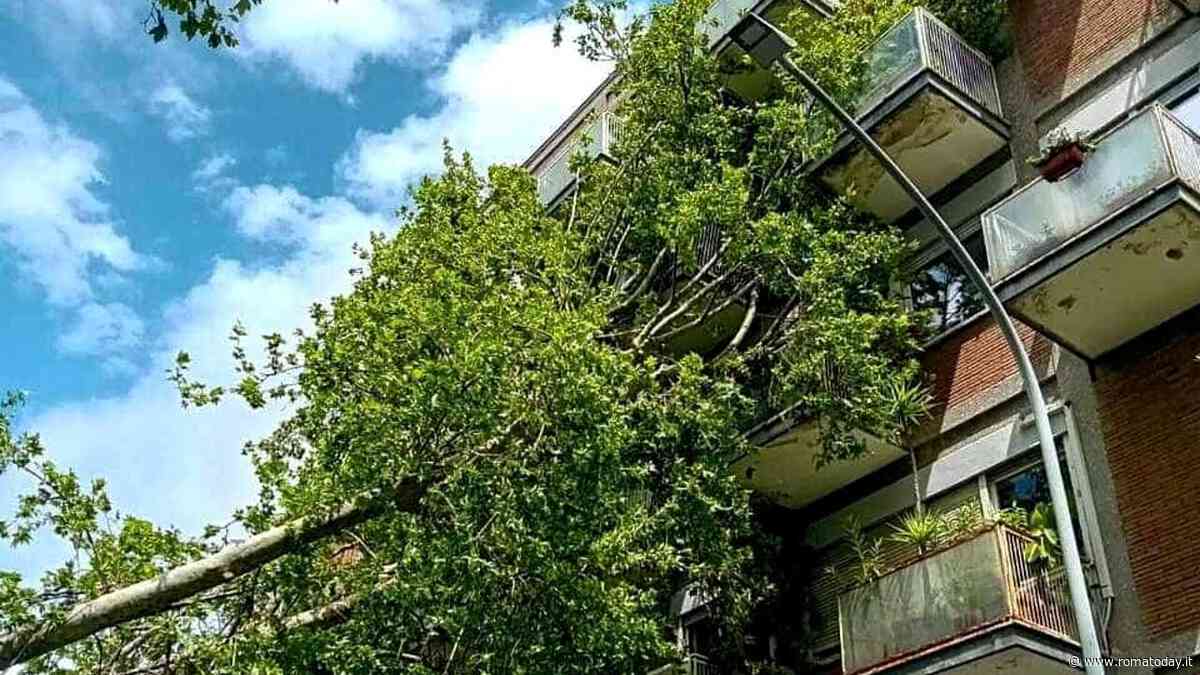 Albero crolla su un palazzo: evacuati tre appartamenti. Danneggiati un'auto e un balcone