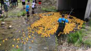 Over 2,000 ducks hit the water for annual rubber duck race