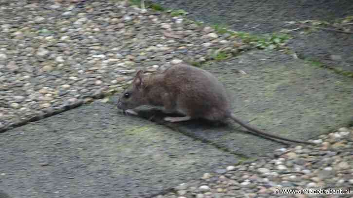 'Ratten Buster' knalt 175 ratten af, plaag voorlopig voorbij