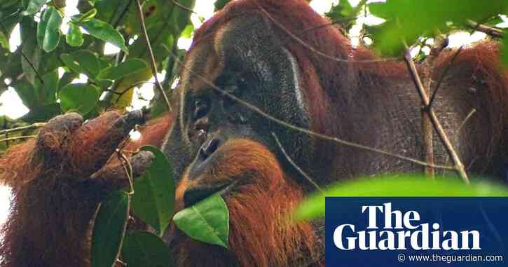 Orangutan seen treating wound with medicinal herb in first for wild animals