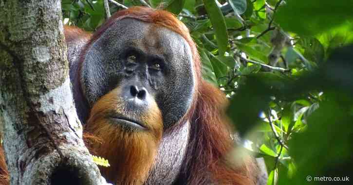 Amazing orangutan shows incredible human-like behaviour in world first
