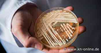 Candida auris: Pilz breitet sich in Deutschland aus