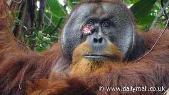 Scientists watch orangutan treat its own wound with medicinal plant for the first time