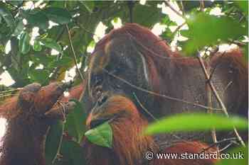 Wild orangutan observed treating wound with medicinal plant for first time