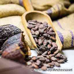 Cacaoprijs stort door naderende regen opeens weer in na historische piek