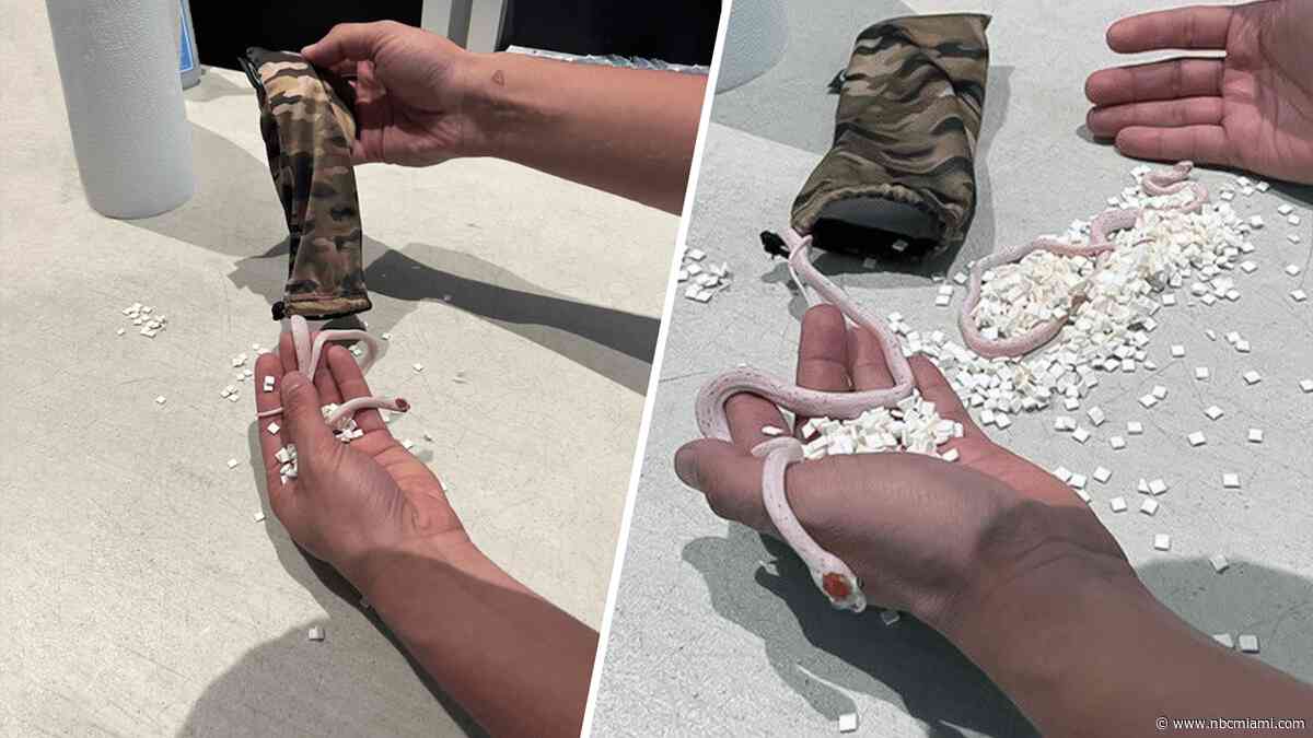 Snakes found hidden in passenger's pants at Miami International Airport