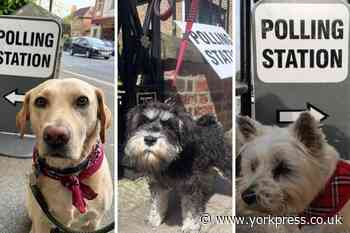 Dogs at polling stations in York and around: 11 photos