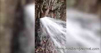 Video of Tree Spewing Jet of Water Has 6 Million Views and Counting, But Can You Spot the Detail Proving It's a Fake?