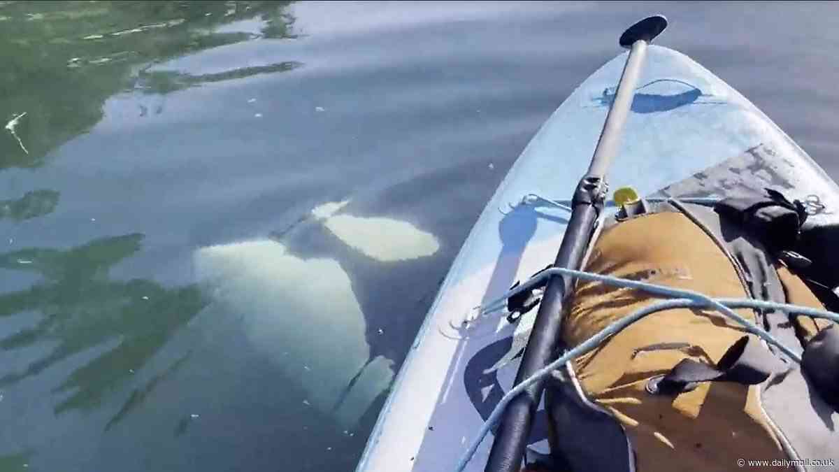 Incredible moment paddleboarder has very close encounter with pod of curious orcas off Alaska coast