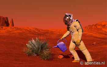 Moestuintje op Mars doet het beter als het een beetje rommelig is