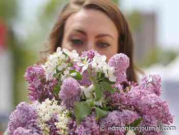 Growing Things: Some low-maintenance lilacs for your yard