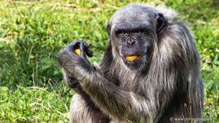 De chimpansees weten dat Wouter dood is: 'Ze hebben gegild en geduwd'