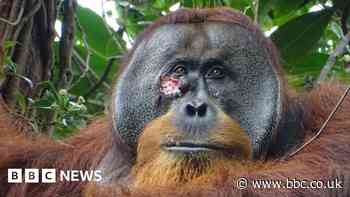 Wounded orangutan seen using plant as medicine
