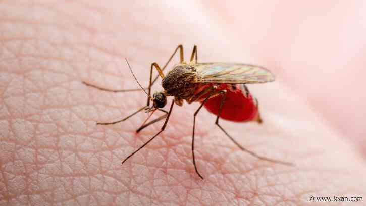 APH cautions about Zika, West Nile virus as temperatures heat up
