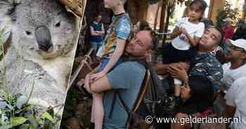 Duizenden dierenliefhebbers willen glimp van koala’s in Ouwehands opvangen (maar lukt dat ook?)