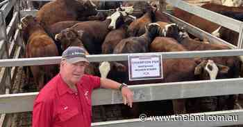 Grafton weaner calves meet a firm market