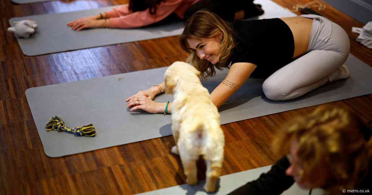 Puppy yoga is becoming increasingly controversial – one country has banned it