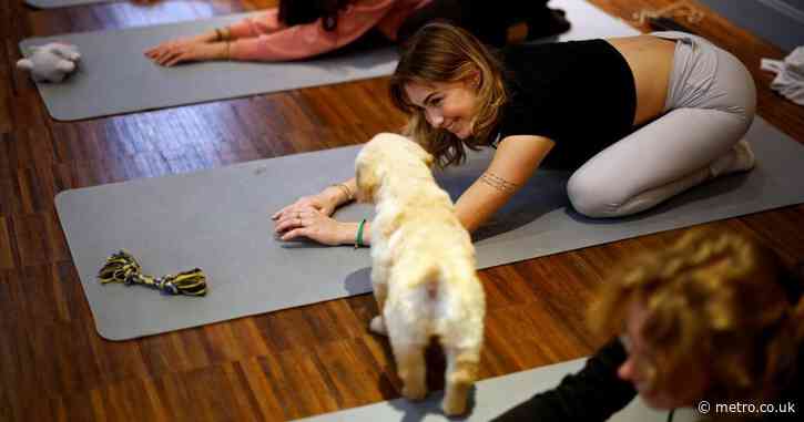 Puppy yoga is becoming increasingly controversial – one country has banned it